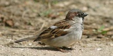 Gorrión comun (Passer domesticus)