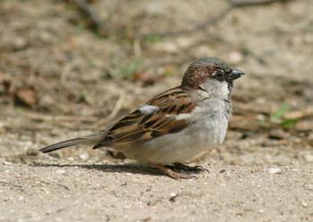 Gorrión comun (Passer domesticus)