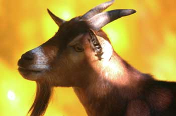 Cabra hispánica (Capra pyrenaica)