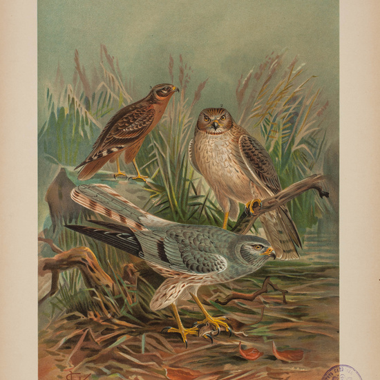 IES_CARDENALCISNEROS_AVES_LAMINAS_205