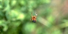 Araña (Araneae Ord.)