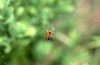 Araña (Araneae Ord.)