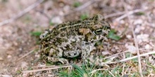 Sapo corredor (Bufo calamita)