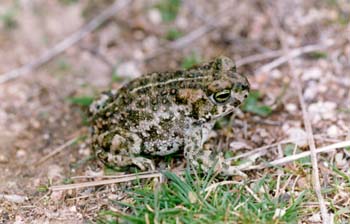 Sapo corredor (Bufo calamita)