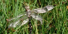 Libélula (Aeshna sp.)