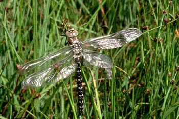 Libélula (Aeshna sp.)