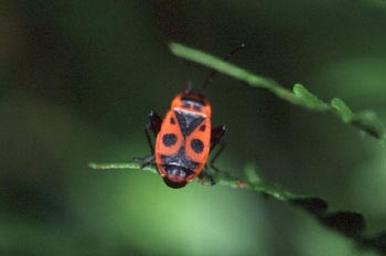 Chinche roja (Pyrrhocoris apterus)
