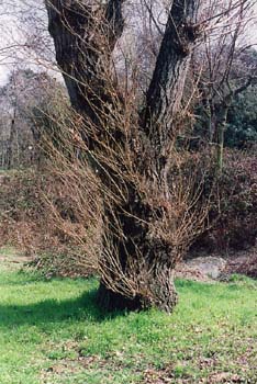 álamo negro - Porte (Populus nigra)