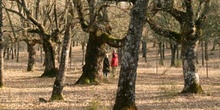 Quejigo - Bosque (Quercus faginea)