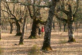 Quejigo - Bosque (Quercus faginea)
