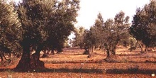 Olivo - Porte (Olea europaea)