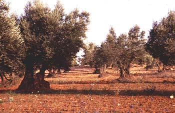 Olivo - Porte (Olea europaea)