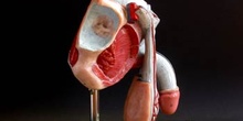Vista lateral de un aparato reproductor masculino