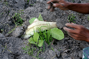 Tabaco, Jogyakarta, Indonesia