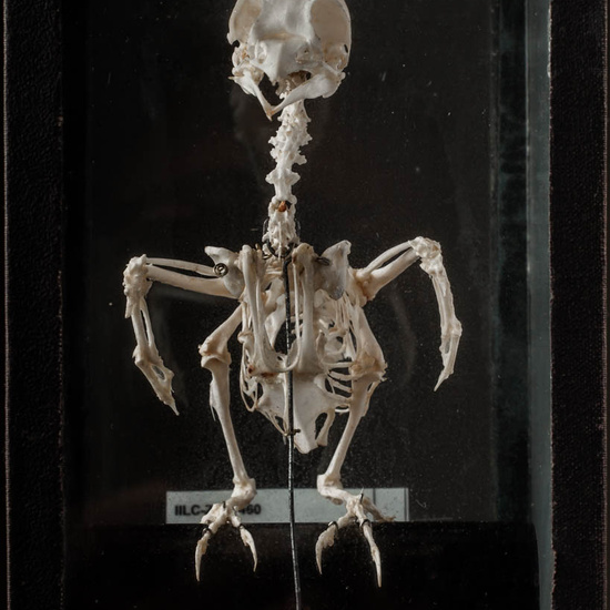 IES_ISABELLACATOLICA_BIOLOGIA_253