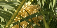 Palmera canaria - Flores (Phoenix canariensis)