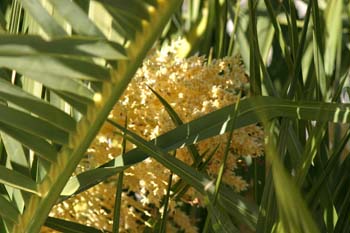 Palmera canaria - Flores (Phoenix canariensis)