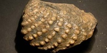 Myophorella muricata (Bivalvo) Jurásico