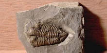 Encrinuroides enshiensis (Trilobites) Sulúrico