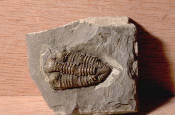 Encrinuroides enshiensis (Trilobites) Sulúrico