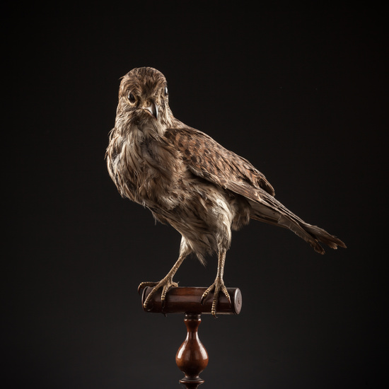 IES_SANISIDRO_BIOLOGIA_113