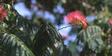 Acacia de Persia - Flor (Albizia julibrissin)