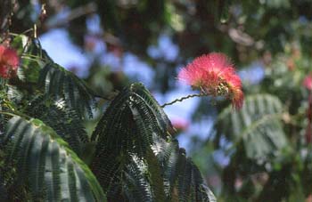 Acacia de Persia - Flor (Albizia julibrissin)