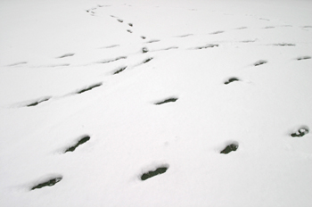 Huellas en la nieve