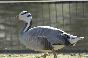 Pato