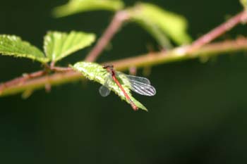 Caballito del diablo rojo (Pyrrhosoma nymphula)