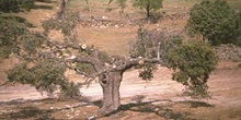 Encina - Porte (Quercus ilex)