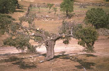 Encina - Porte (Quercus ilex)