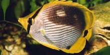 Pez angel (Chaetodon melanotus)