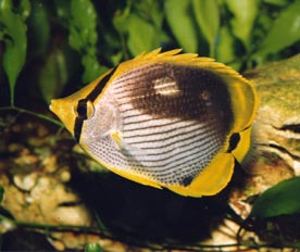 Pez angel (Chaetodon melanotus)