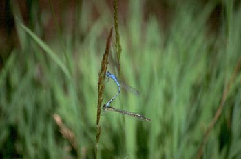Caballito del diablo (Coenagrion sp)