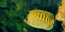 Pez angel (Chaetodon punctatofasciatus)