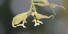 Almez - Flores (Celtis australis)