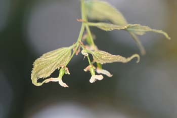 Almez - Flores (Celtis australis)