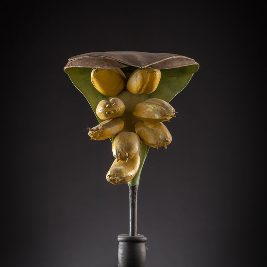 IES_CARDENALCISNEROS_BOTÁNICA_III_MODELOS_007