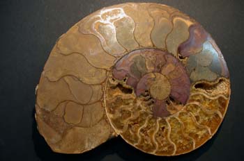 Perisphinctes sp. (Ammonites) Jurásico