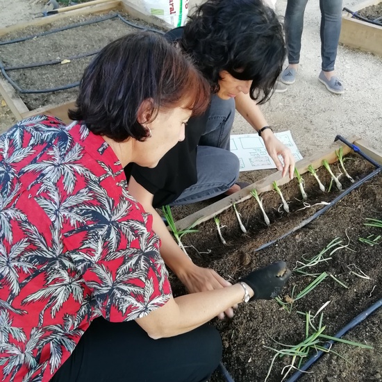 HUERTOS ESCOLARES  8