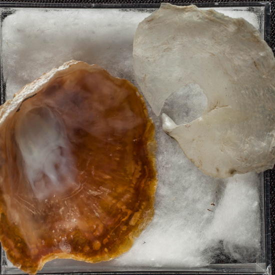 IES_ISABELLACATOLICA_BIOLOGIA_464