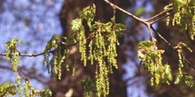 Rebollo / melojo - Flor masc. (Quercus pyrenaica)