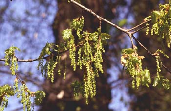 Rebollo / melojo - Flor masc. (Quercus pyrenaica)