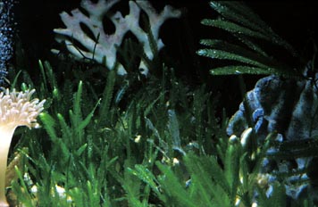 Alga caulerpa (Caulerpa sp.)