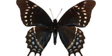 Papilio cleotas (Sudamérica)