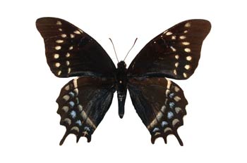 Papilio cleotas (Sudamérica)