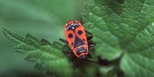 Chinche roja (Pyrrhocoris apterus)
