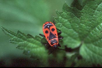 Chinche roja (Pyrrhocoris apterus)