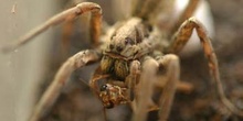 Araña lobo o tarántula (Lycosa radiata)